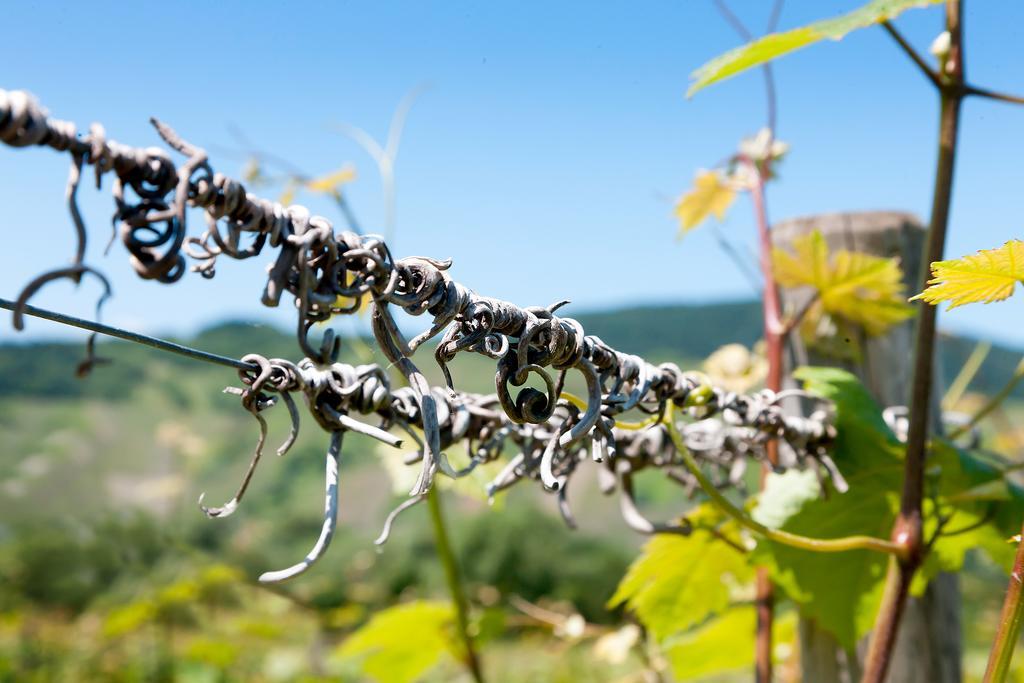 Pension Und Weingut Moselblick Brauneberg Luaran gambar