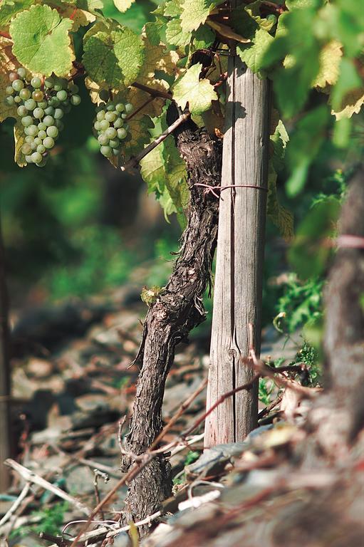 Pension Und Weingut Moselblick Brauneberg Luaran gambar